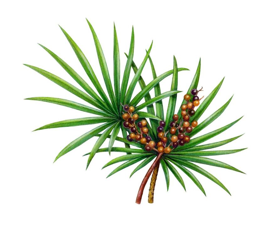 Ekstrakt z palmy sabałowej - skład Man Plus